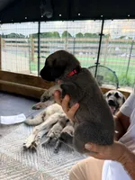 PINK GIRL, a female Kangal Dog for sale in Milledgeville, GA – 4 of 7