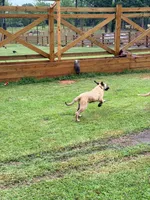 Thunder Girl, a female Kangal Dog for sale in Milledgeville, GA – 3 of 6