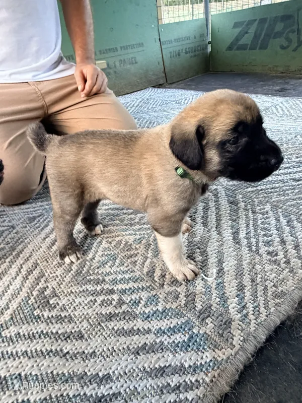 GREEN GIRL – Kangal Dog puppy for sale in Milledgeville, GA