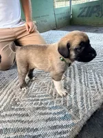 GREEN GIRL, a female Kangal Dog for sale in Milledgeville, GA – 1 of 5