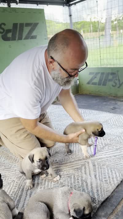 PURPLE GIRL, a female Kangal Dog for sale in Milledgeville, GA – 4 of 6