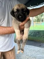 YELLOW GIRL, a female Kangal Dog for sale in Milledgeville, GA – 3 of 7