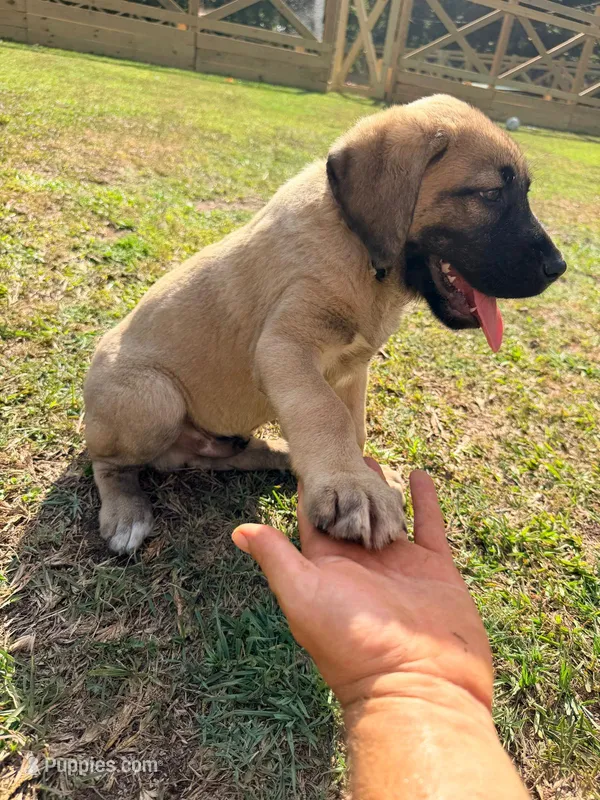 Blue Boy – Kangal Dog puppy for sale in Milledgeville, GA