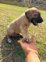 Blue Boy, a male Kangal Dog for sale in Milledgeville, GA – 1 of 1