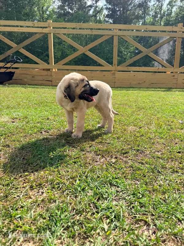 Pink Girl – Kangal Dog puppy for sale in Milledgeville, GA