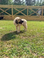 Pink Girl, a female Kangal Dog for sale in Milledgeville, GA – 1 of 2