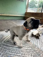 ORANGE GIRL, a female Kangal Dog for sale in Milledgeville, GA – 2 of 7