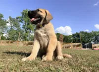 Gold Boy, a male Kangal Dog for sale in Milledgeville, GA – 1 of 1