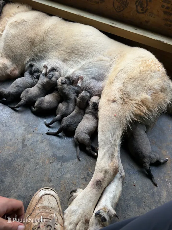 Male 2 – Kangal Dog puppy for sale in Milledgeville, GA