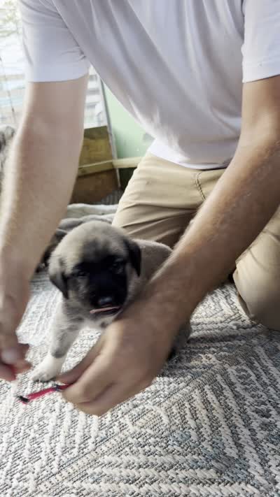 PINK GIRL, a female Kangal Dog for sale in Milledgeville, GA – 5 of 7