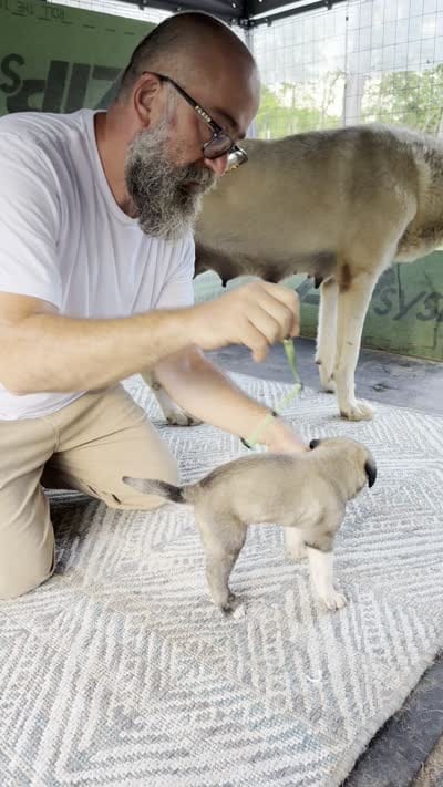 GREEN GIRL, a female Kangal Dog for sale in Milledgeville, GA – 3 of 5