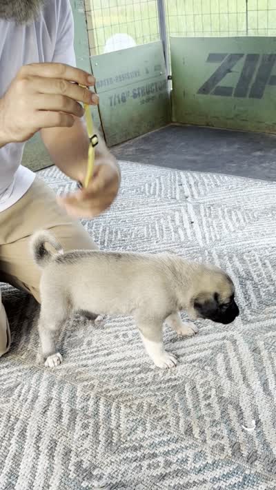 YELLOW GIRL, a female Kangal Dog for sale in Milledgeville, GA – 4 of 7