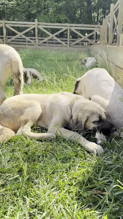 Gold Boy, a male Kangal Dog for sale in Milledgeville, GA – 2 of 4