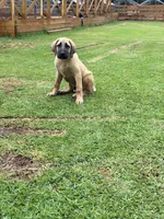 Gold Boy, a male Kangal Dog for sale in Milledgeville, GA – 2 of 5