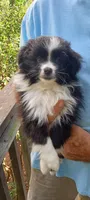 Tinka, a female Toy Australian Shepherd for sale in Conroe, TX – 2 of 2