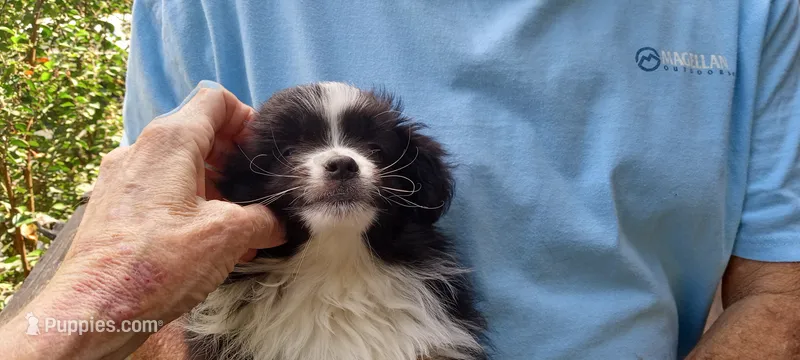 Tinka – Toy Australian Shepherd puppy for sale in Conroe, TX