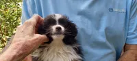 Tinka, a female Toy Australian Shepherd for sale in Conroe, TX – 1 of 2