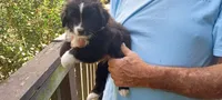 Tracker, a male Toy Australian Shepherd for sale in Conroe, TX – 4 of 4