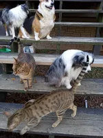 Panda, a male Toy Australian Shepherd for sale in Conroe, TX – Photo 5 of 9