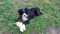 Panda, a male Toy Australian Shepherd for sale in Conroe, TX – Photo 9 of 9