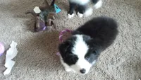 Panda, a male Toy Australian Shepherd for sale in Conroe, TX – Photo 3 of 9