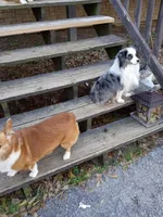 Panda, a male Toy Australian Shepherd for sale in Conroe, TX – Photo 6 of 9