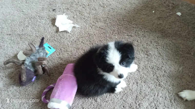 Panda – Toy Australian Shepherd puppy for sale in Conroe, TX
