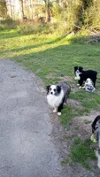 Panda, a male Toy Australian Shepherd for sale in Conroe, TX – Photo 7 of 9