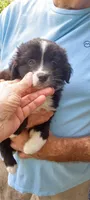 Tracker, a male Toy Australian Shepherd for sale in Conroe, TX – 2 of 4
