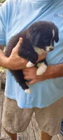 Tracker, a male Toy Australian Shepherd for sale in Conroe, TX – 3 of 4