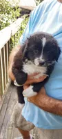 Tracker, a male Toy Australian Shepherd for sale in Conroe, TX – 1 of 4