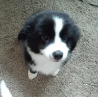 Sharky, a male Toy Australian Shepherd for sale in Conroe, TX – Photo 3 of 4