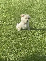 Khalessi, a female Pomchi for sale in East Berlin, PA – 5 of 9