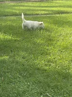 Khalessi, a female Pomchi for sale in East Berlin, PA – 8 of 9