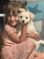 Chubbs, a male Pomchi for sale in East Berlin, PA – 5 of 8