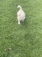 Koral, a female Pomchi for sale in East Berlin, PA – 4 of 10