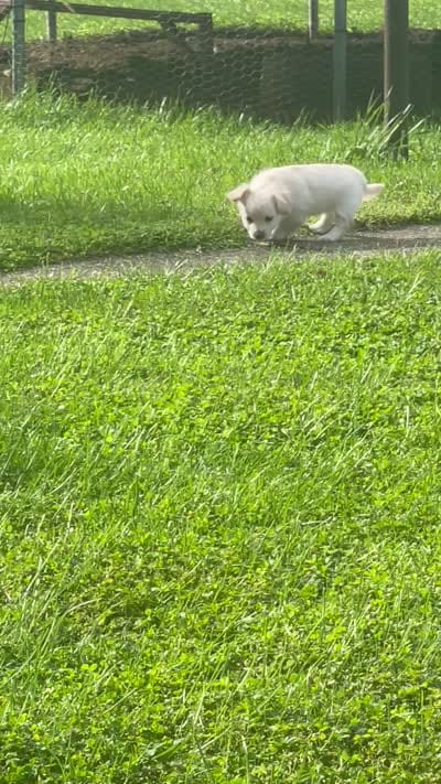 Khalessi, a female Pomchi for sale in East Berlin, PA – 9 of 9