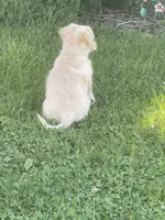 Chelly Roll, a male Pomchi for sale in East Berlin, PA – 4 of 10
