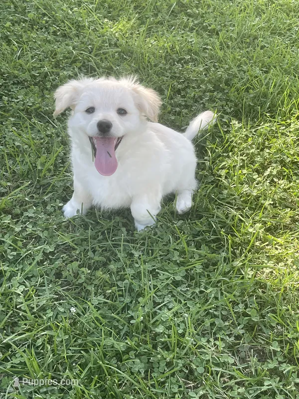 Chubbs – Pomchi puppy for sale in East Berlin, PA