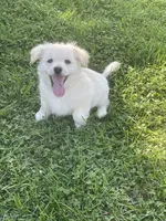 Chubbs, a male Pomchi for sale in East Berlin, PA – 1 of 7