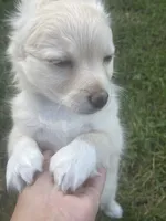 Koral, a female Pomchi for sale in East Berlin, PA – 2 of 10