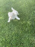 Chubbs, a male Pomchi for sale in East Berlin, PA – 4 of 7