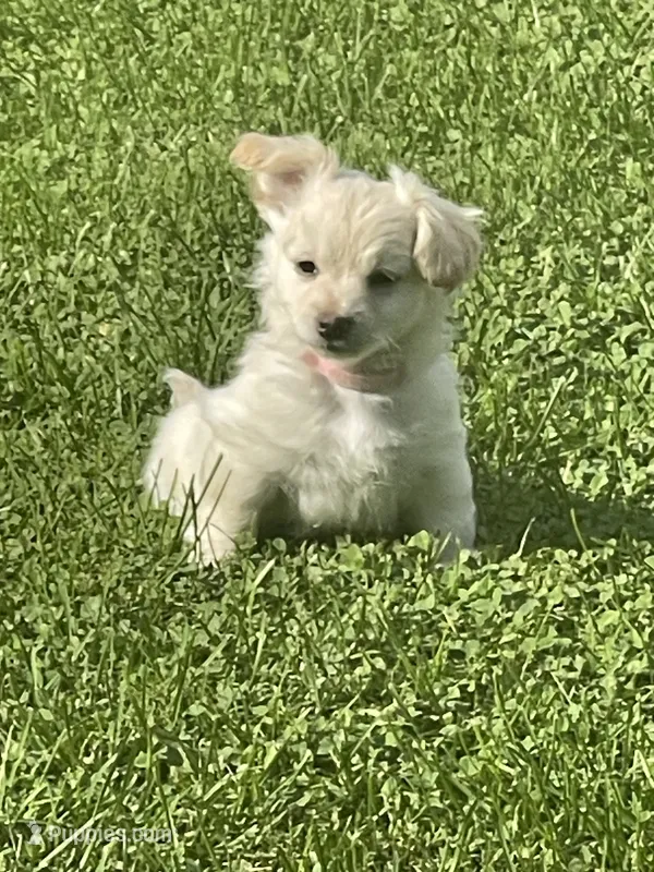 Khalessi – Pomchi puppy for sale in East Berlin, PA