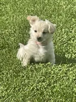 Khalessi, a female Pomchi for sale in East Berlin, PA – 1 of 9