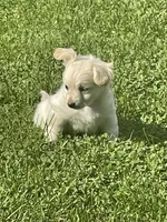 Khalessi, a female Pomchi for sale in East Berlin, PA – 7 of 9