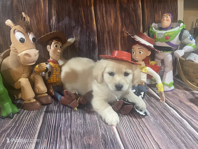 Chelly Roll "CHELLIE" – Pomchi puppy for sale in East Berlin, PA