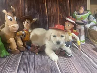 Chelly Roll "CHELLIE", a male Pomchi for sale in East Berlin, PA – 1 of 10