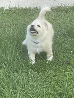 Koral, a female Pomchi for sale in East Berlin, PA – 8 of 10