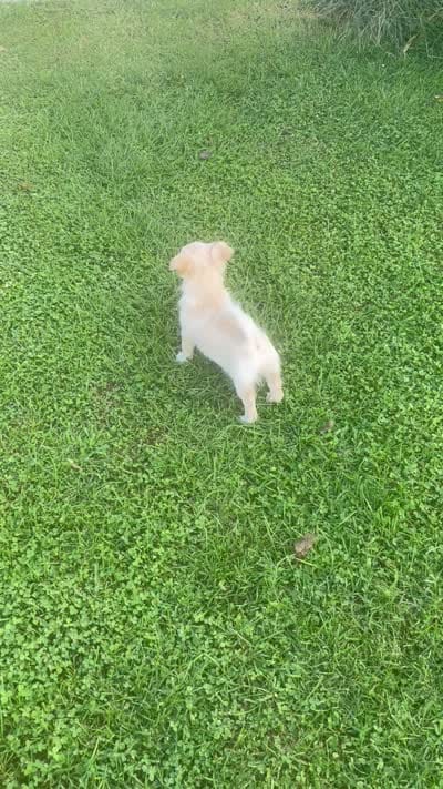 Koral, a female Pomchi for sale in East Berlin, PA – 10 of 10