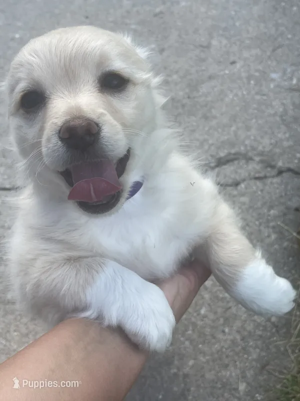 Koral – Pomchi puppy for sale in East Berlin, PA